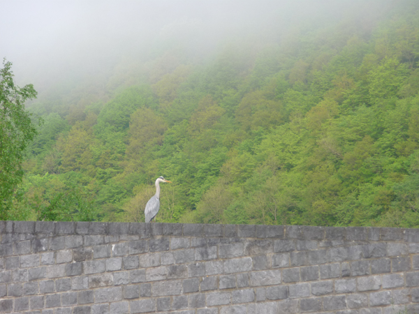 h&eacute;ron sur le rebord du pont de la darse d`anseremme